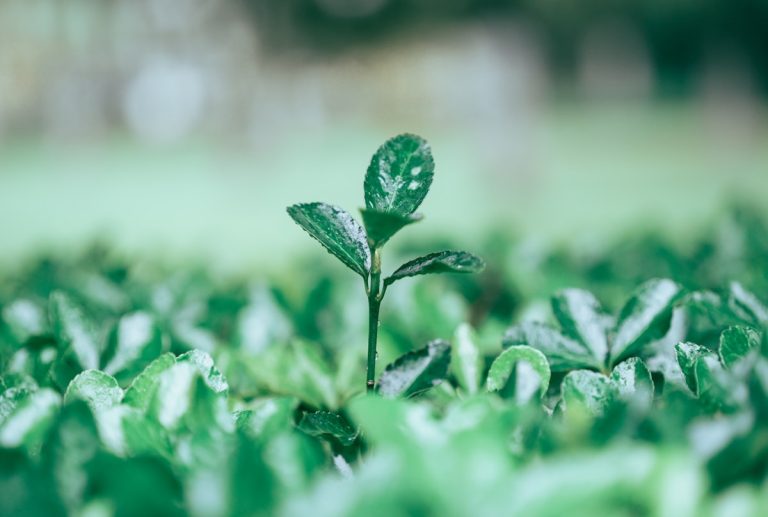 A small plant grows amidst lush greenery