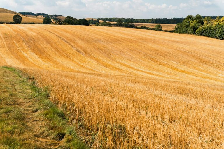 A golden wheat field stretches toward the horizon